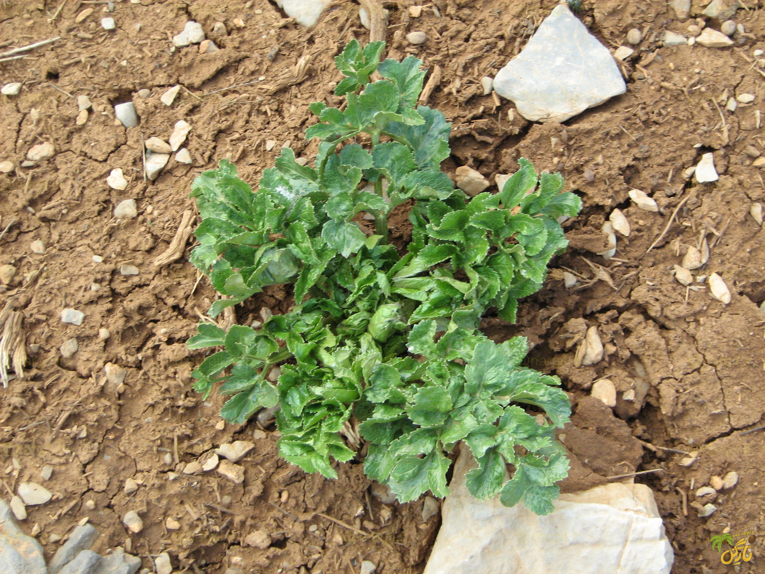 پیکل گیاهان بومی ایران